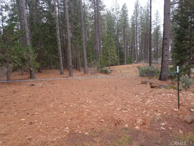 a view of a forest with trees in the background