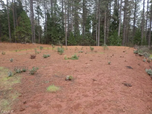a view of a yard with a tree