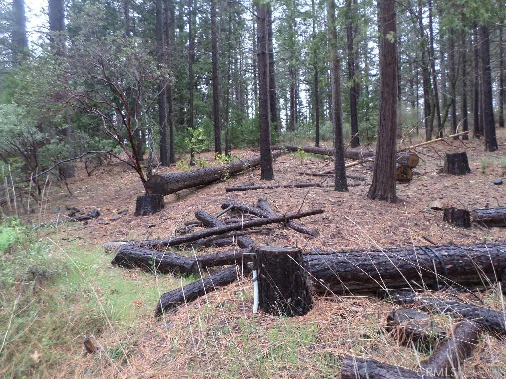 0 Mendocino Way Chico, CA 95973 - Photo 6 of 22 a view of a yard with large trees