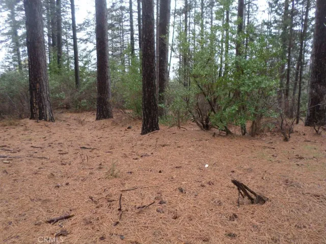 a view of a forest with trees in the background