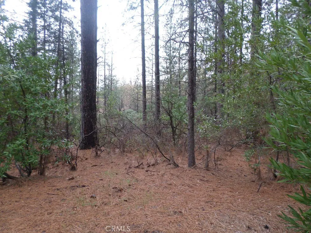 0 Mendocino Way Chico, CA 95973 - Photo 8 of 22 a view of a forest with trees in the background