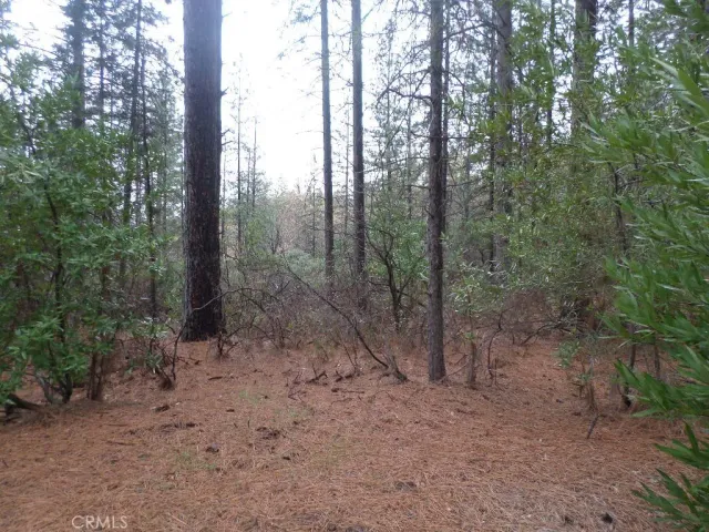 a view of a forest with trees in the background