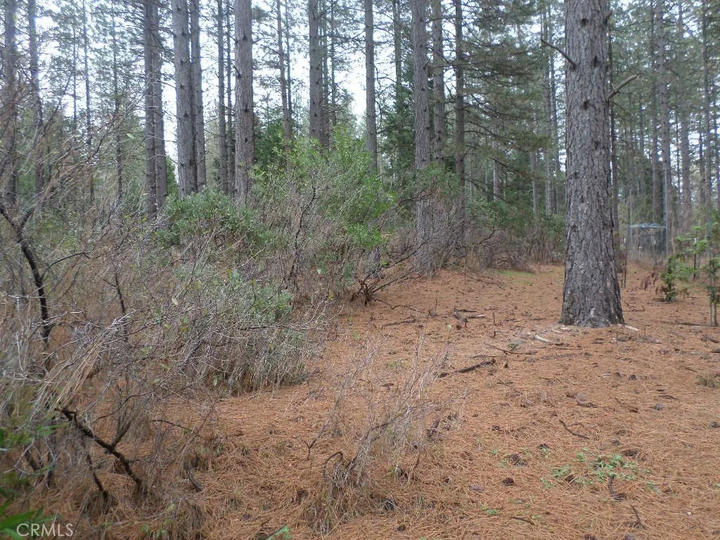 0 Mendocino Way Chico, CA 95973 - Photo 9 of 22 a view of a forest with trees in the background