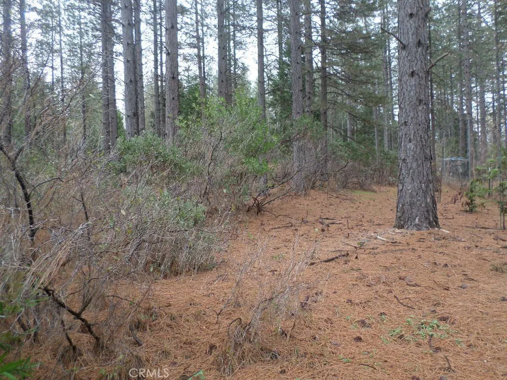 0 Mendocino Way Chico, CA 95973 - Photo 9 of 22 a view of a forest with trees in the background