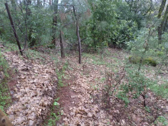 a view of a forest with trees