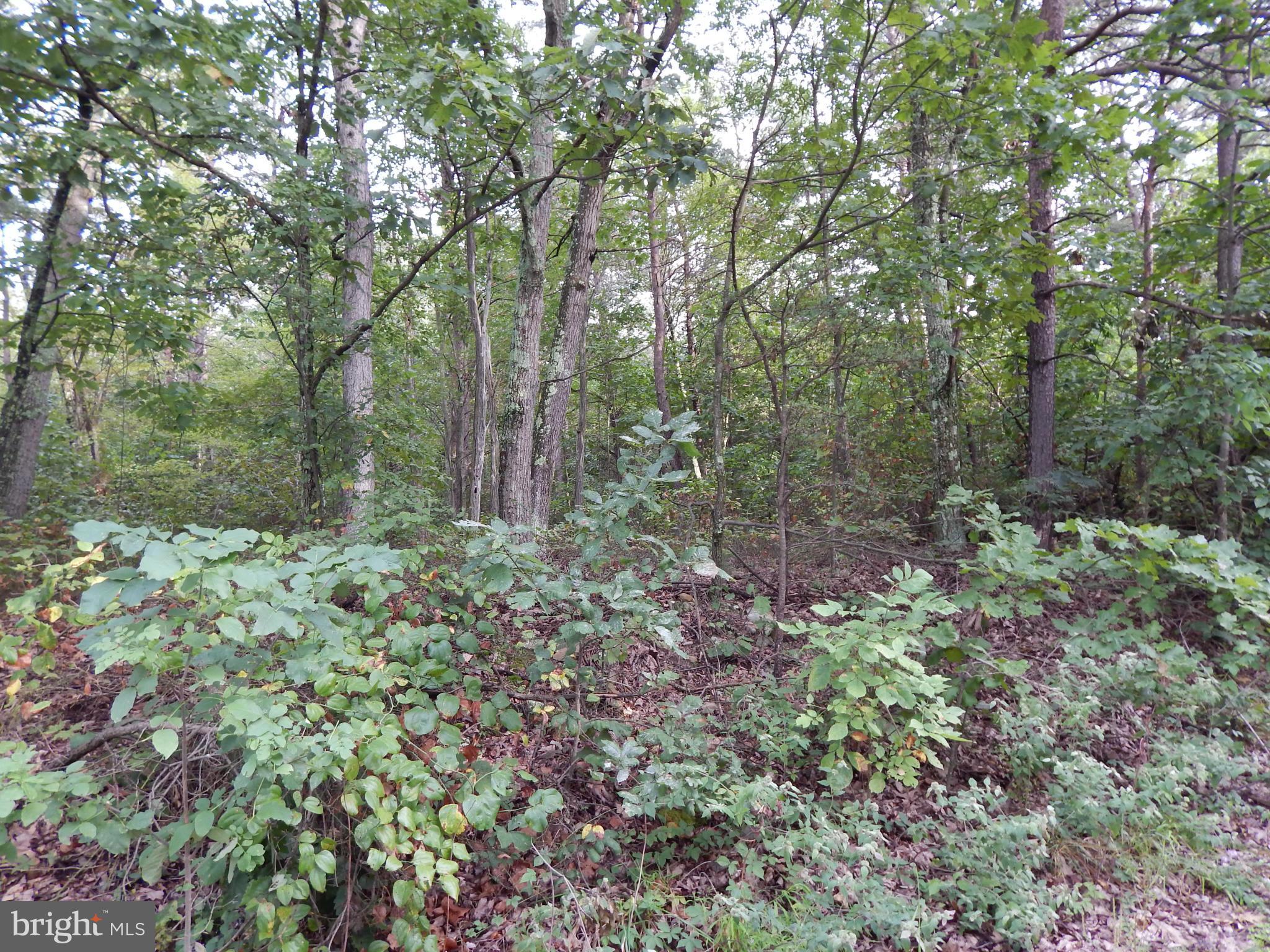 Whites Gap Road Berkeley Springs, WV 25411 - Photo 6 of 6 View