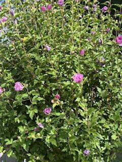 26 Kavanaugh Road, Unit 26 Old Orchard Beach, ME 04064 - Photo 22 of 22 rose of sharon
