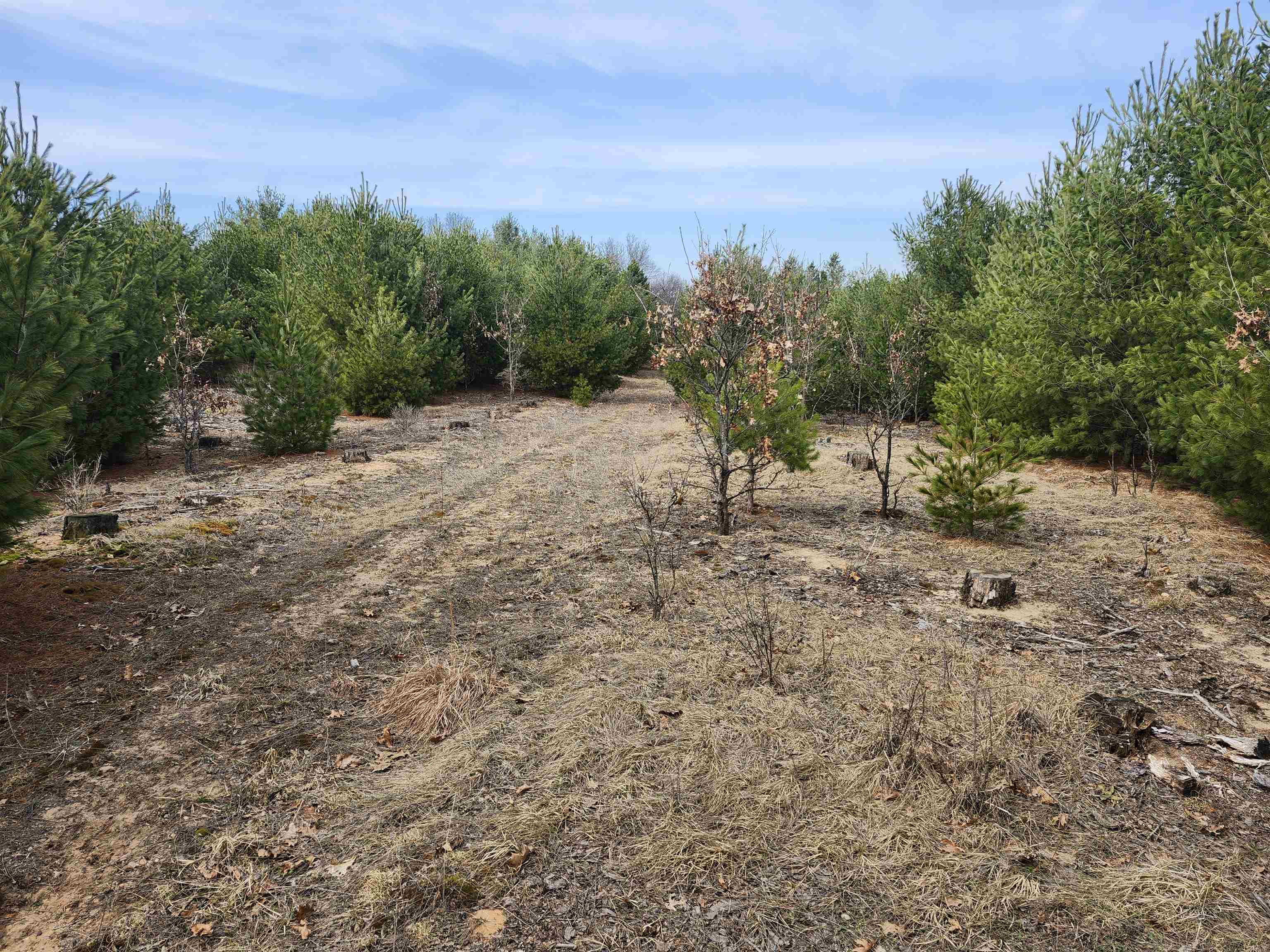 0 Czech Avenue Coloma, WI 54930 - Photo 11 of 27