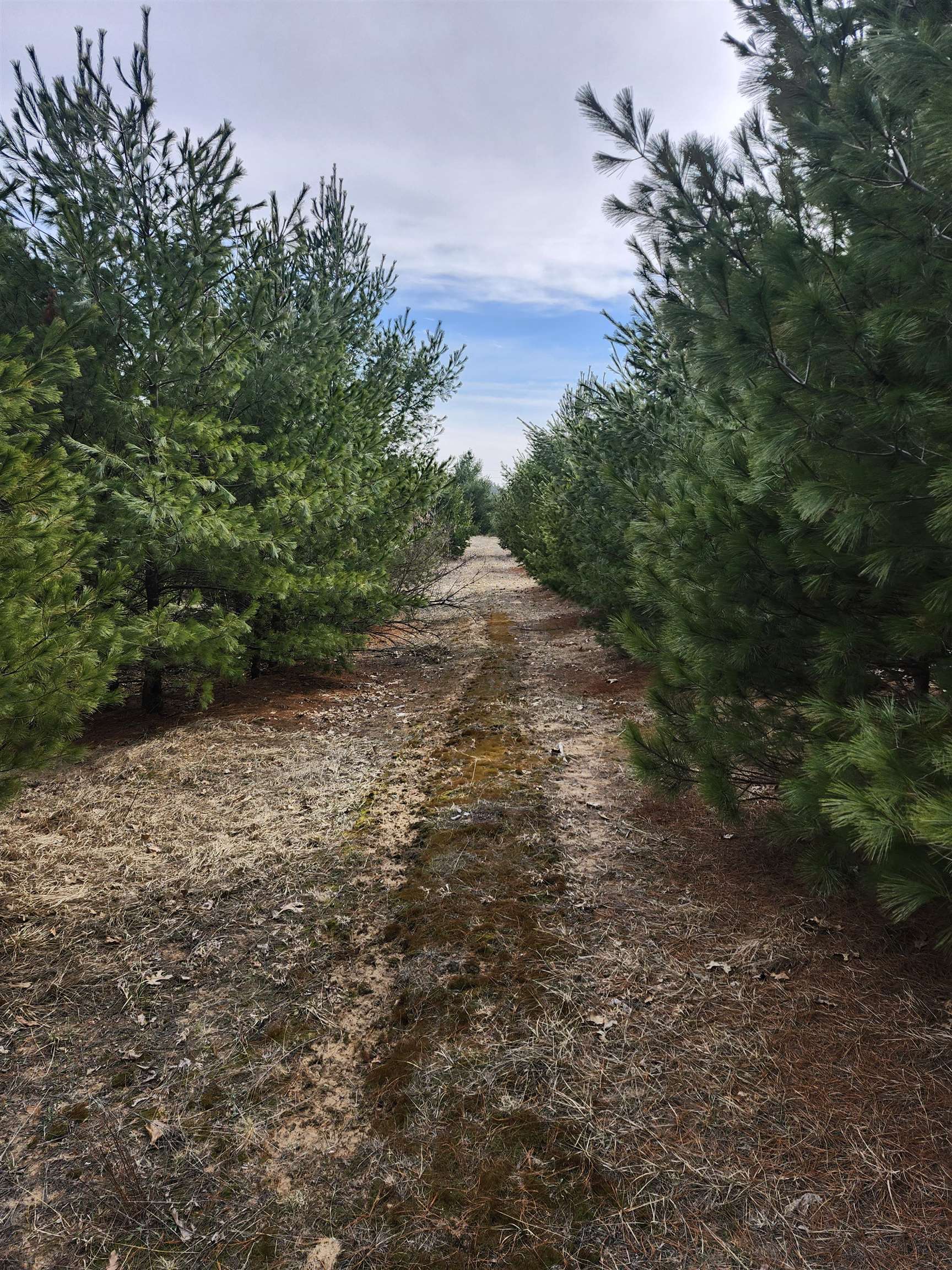 0 Czech Avenue Coloma, WI 54930 - Photo 16 of 27