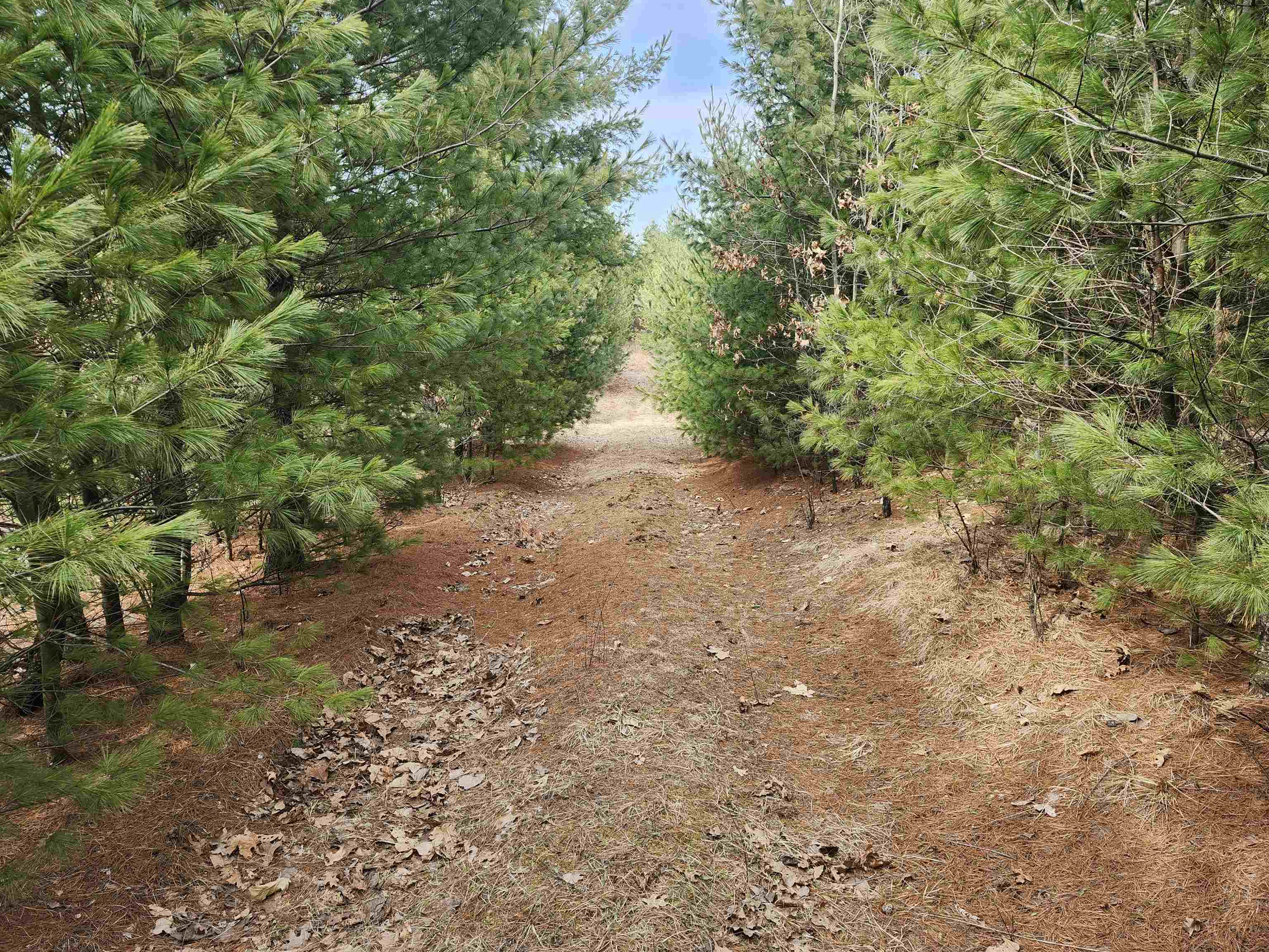 0 Czech Avenue Coloma, WI 54930 - Photo 8 of 27