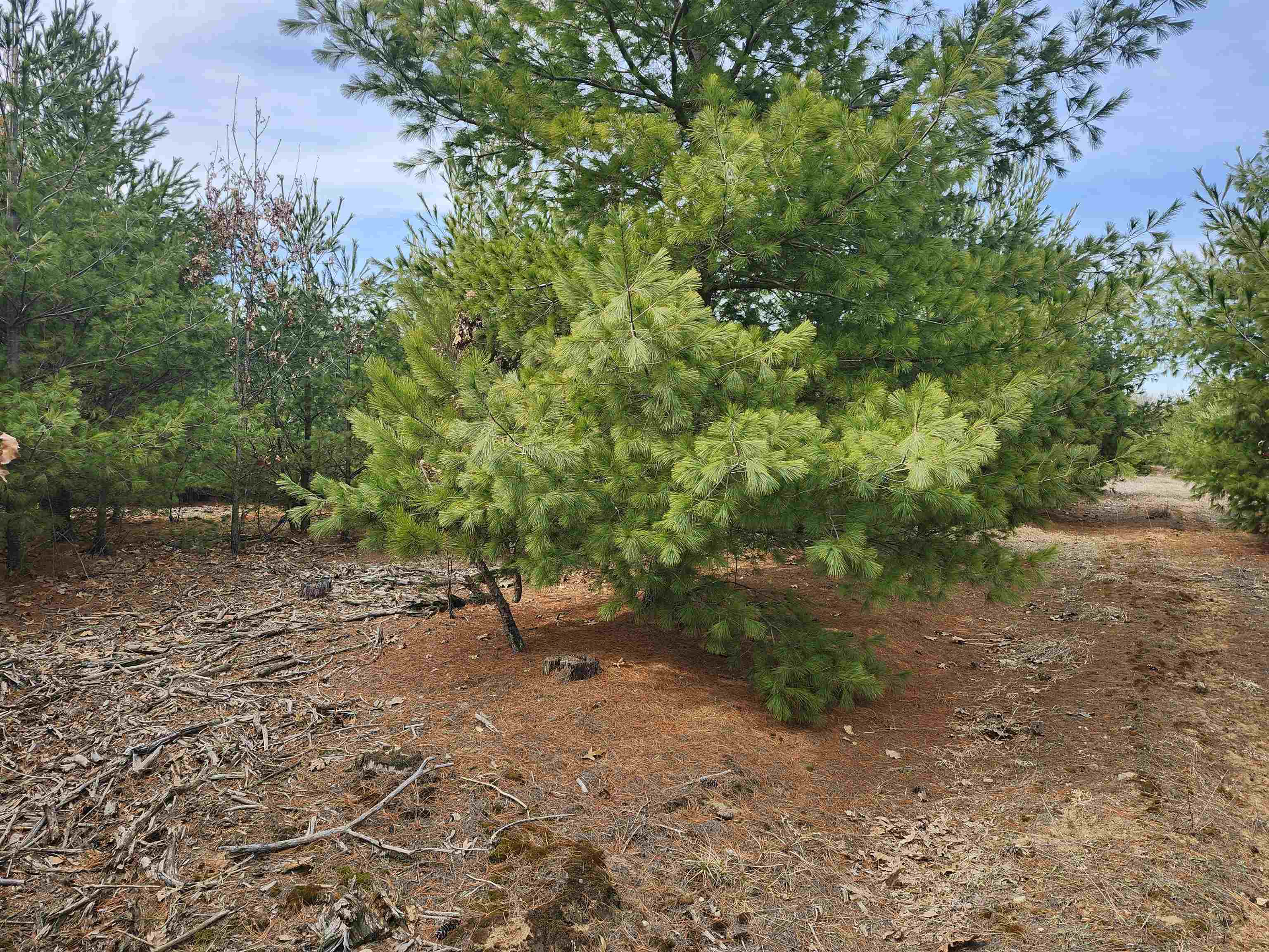 0 Czech Avenue Coloma, WI 54930 - Photo 10 of 27