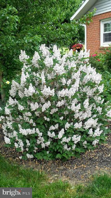 7 Buch Mill Road Lititz, PA 17543 - Photo 54 of 56 a view of a garden with a tree