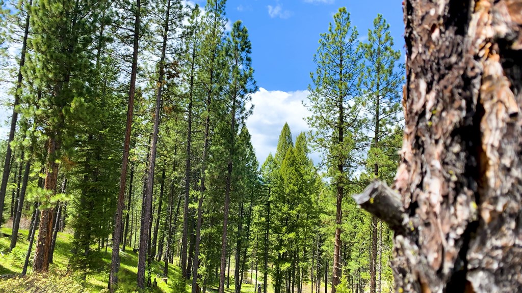 1 Harris Creek Road Idaho City, ID 83631 - Photo 22 of 32