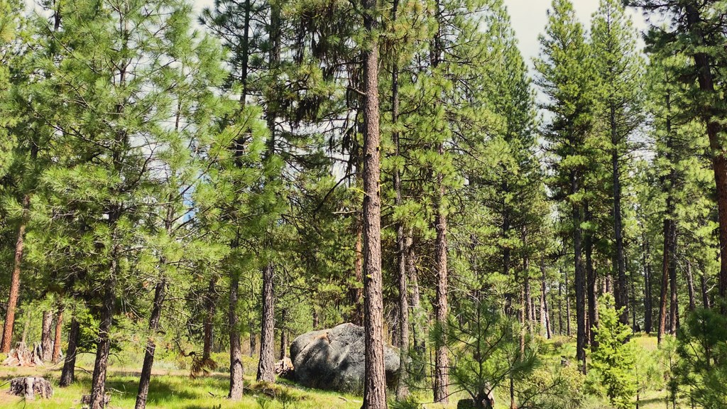 1 Harris Creek Road Idaho City, ID 83631 - Photo 29 of 32