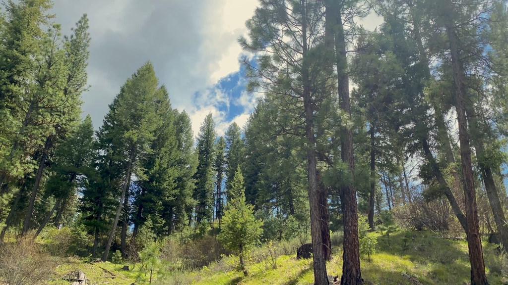 1 Harris Creek Road Idaho City, ID 83631 - Photo 3 of 32