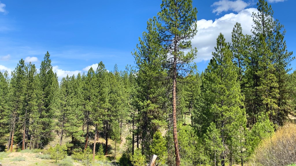 1 Harris Creek Road Idaho City, ID 83631 - Photo 8 of 32