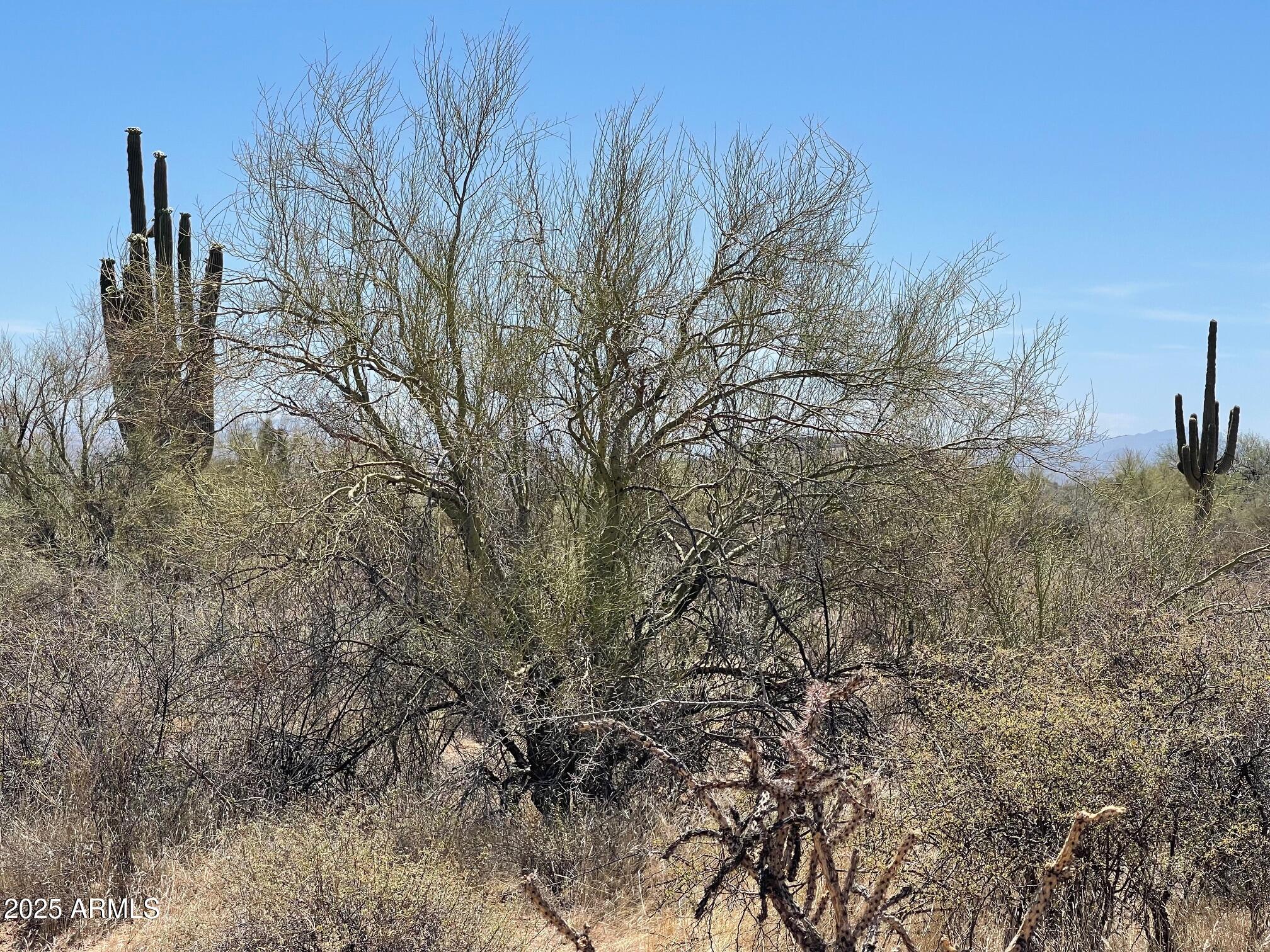 16800 North 168th Street Rio Verde, AZ 85263 - Photo 7 of 7 a view of outdoor space and trees