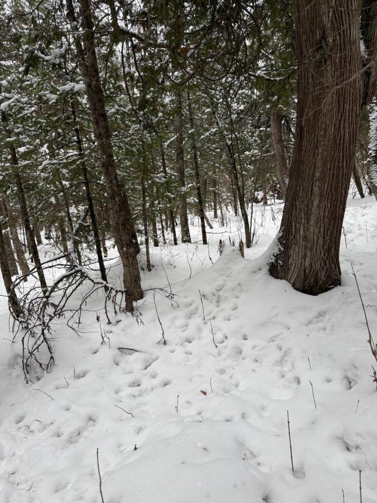 Xx10 Lavaque Road Duluth, MN 55803 - Photo 11 of 17 Abundant deer sign