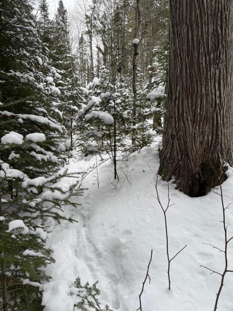 Xx10 Lavaque Road Duluth, MN 55803 - Photo 10 of 17 Animal sign throughout the property