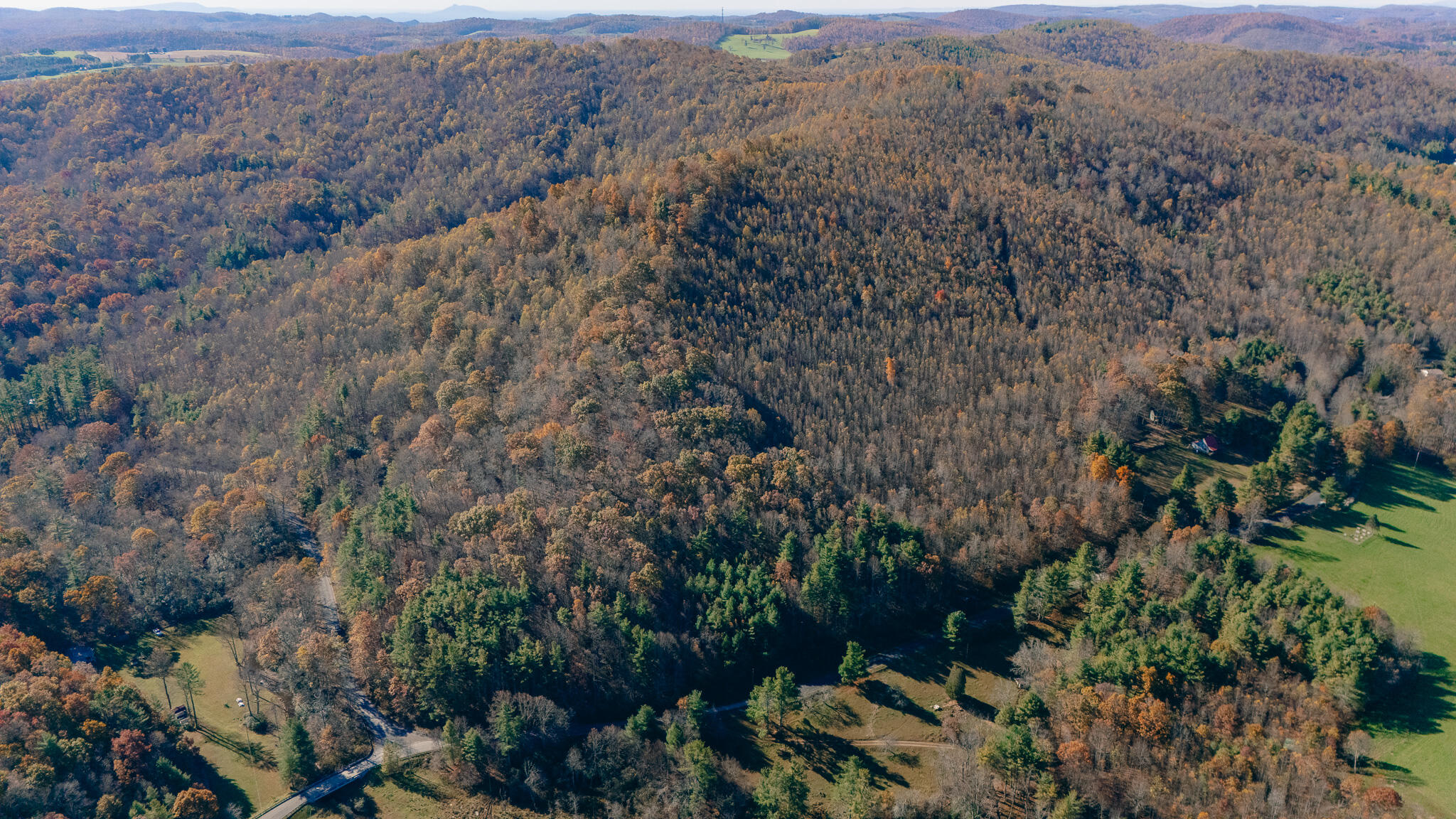 a view of a field with plants and trees
