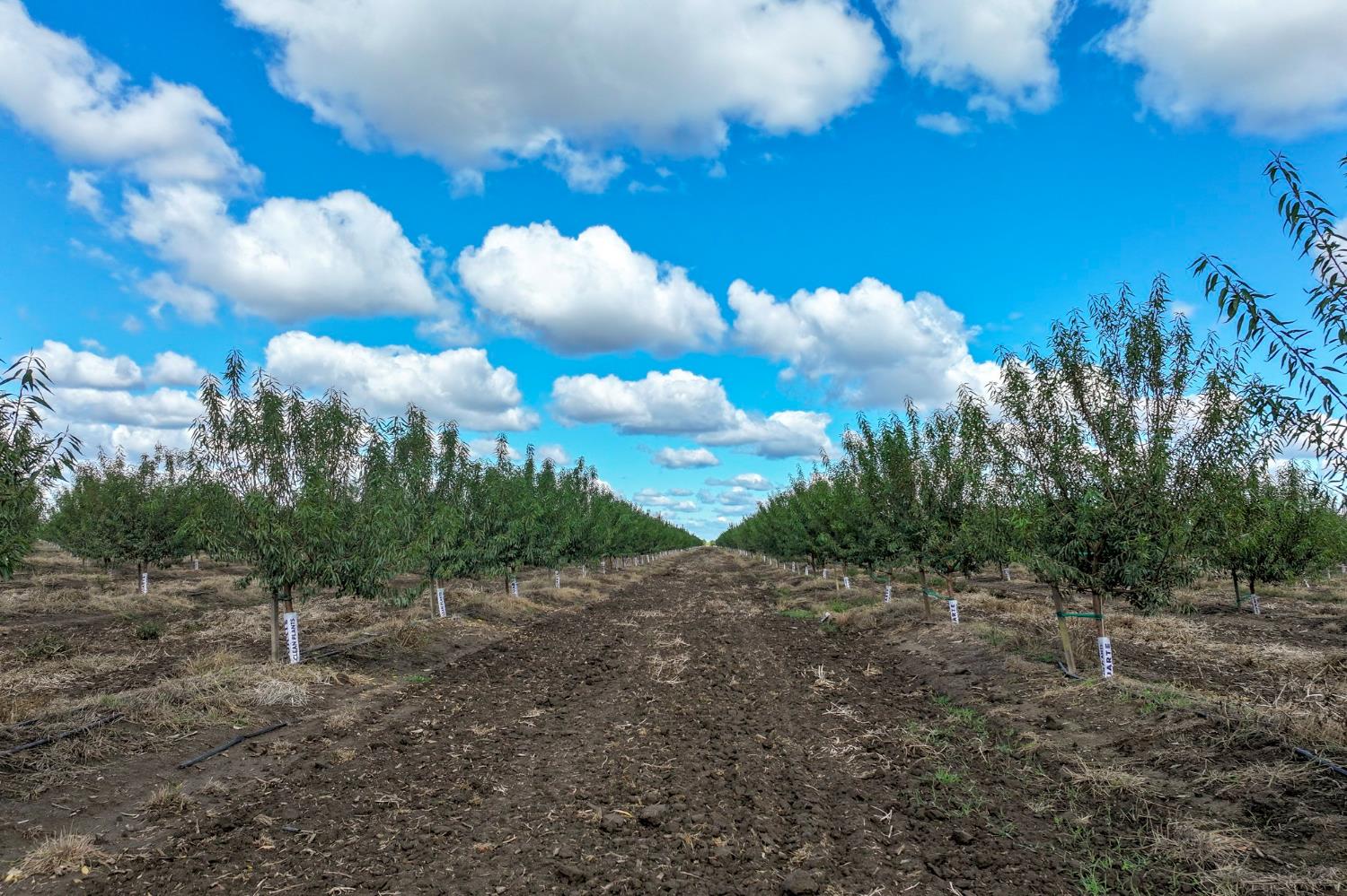 0 Road 168 Delano, CA 93215 - Photo 7 of 12 a view of a big yard