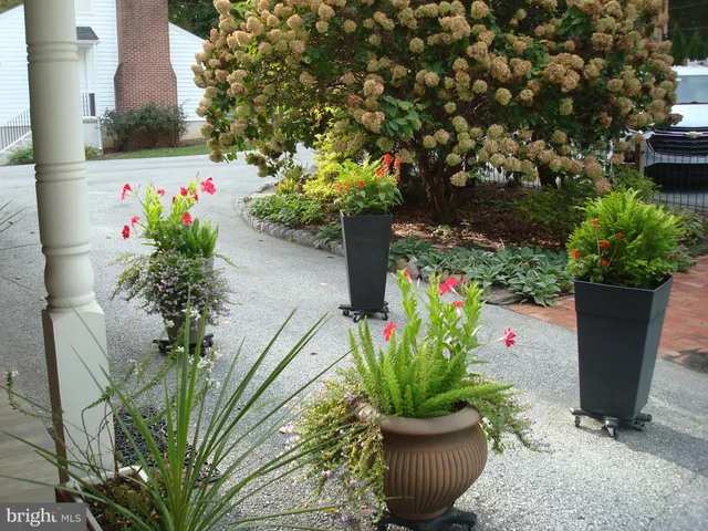 a potted plant sitting in front of a house