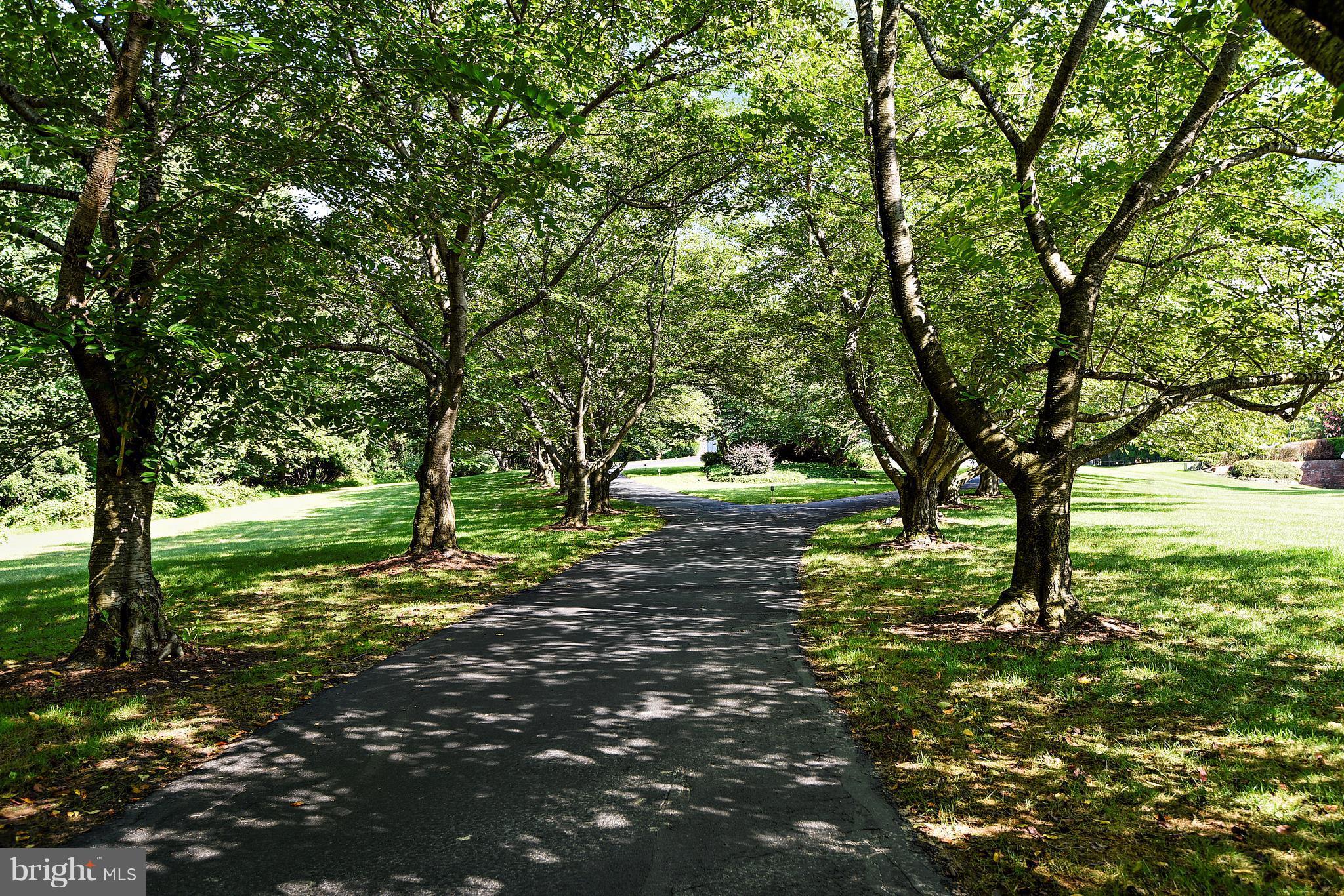 17 Bryants Nursery Road Silver Spring, MD 20905 - Photo 8 of 30 Peaceful tree-lined driveway