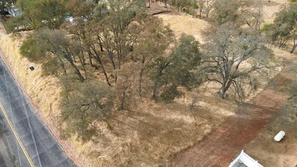 a picture of tree