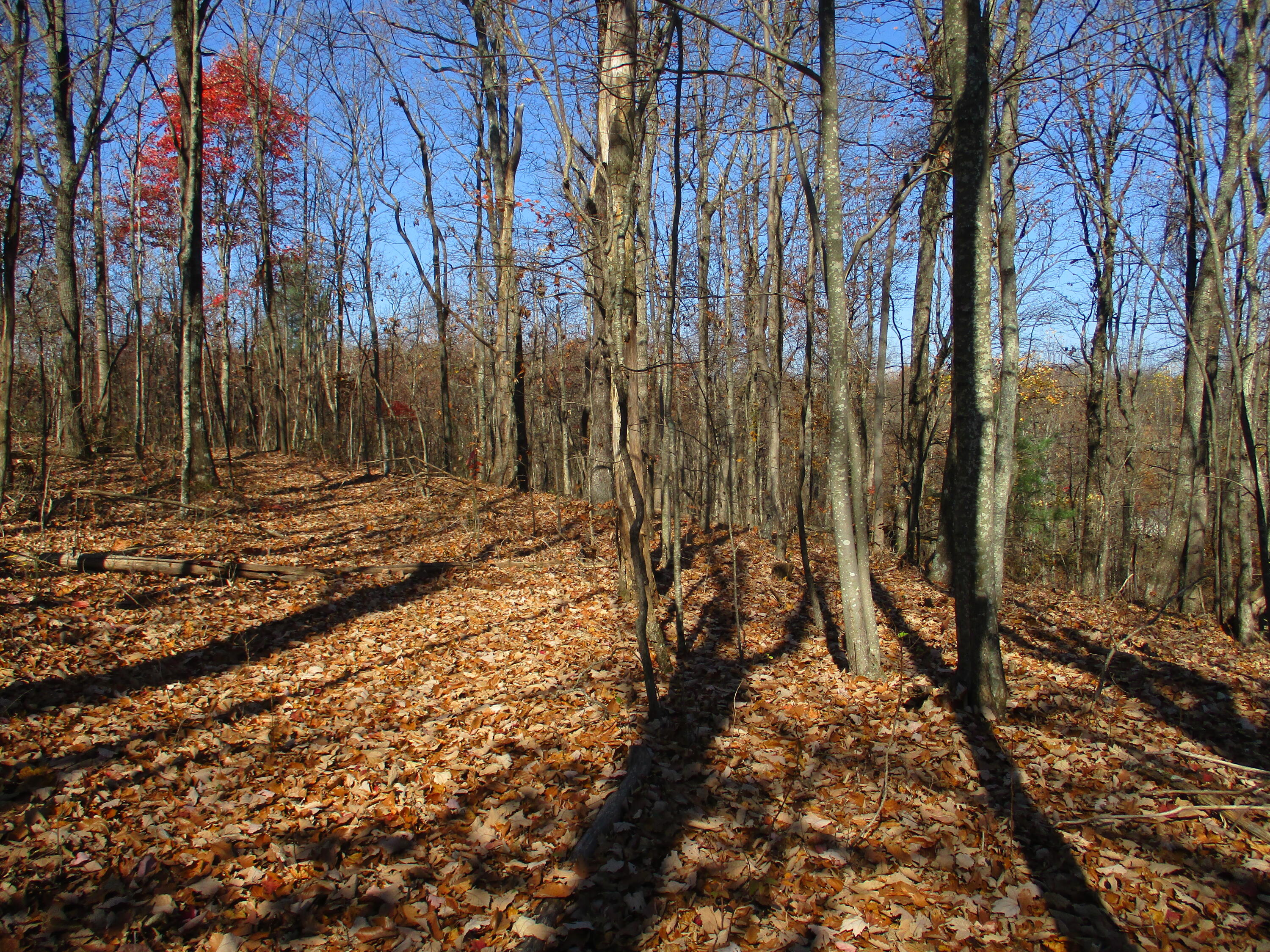 3 Briley Road, Unit 3 Spring City, TN 37381 - Photo 13 of 24 IMG_1690