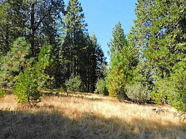 a view of a yard with a tree