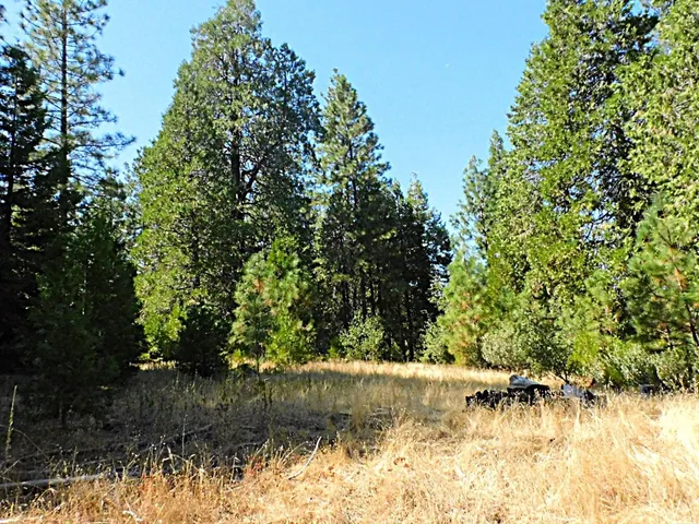 a view of a forest with trees in the background