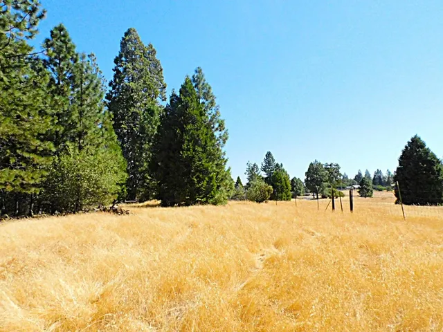 a view of a forest with trees in the background