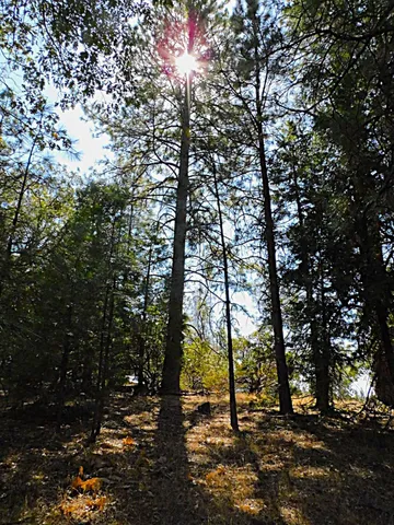 a view of yard with trees