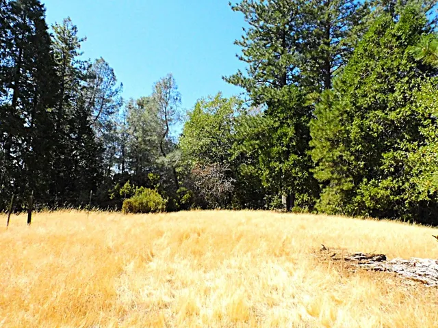 a view of a yard with a tree
