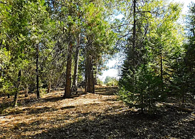a view of outdoor space with deck and trees