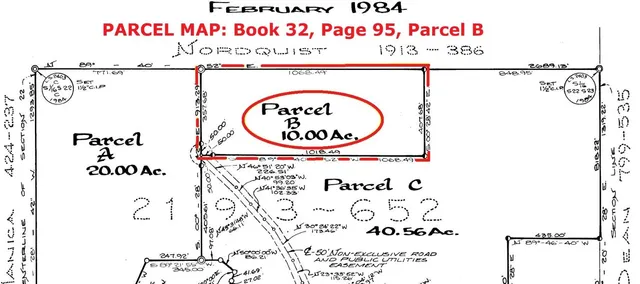 a view of a tree in the forest