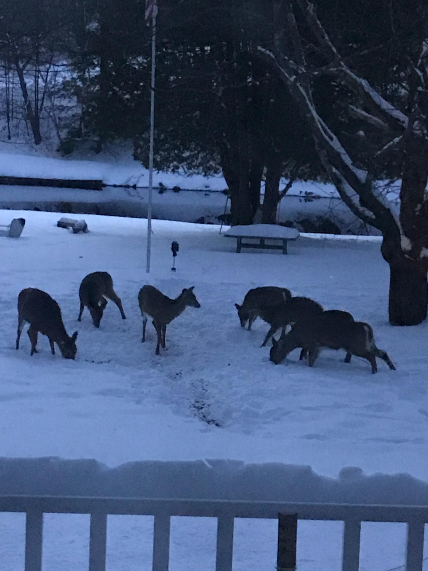 6 Snell Road Naples, ME 04055 - Photo 20 of 20 Deer in winter 1