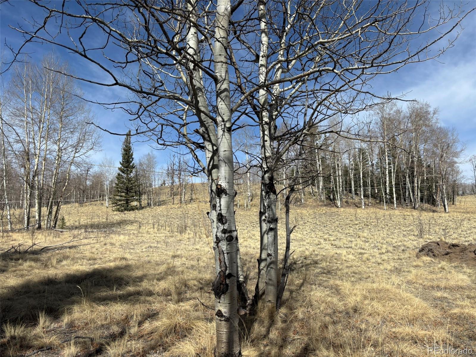 509 Tepee Trail Como, CO 80432 - Photo 23 of 36 a view of yard with trees