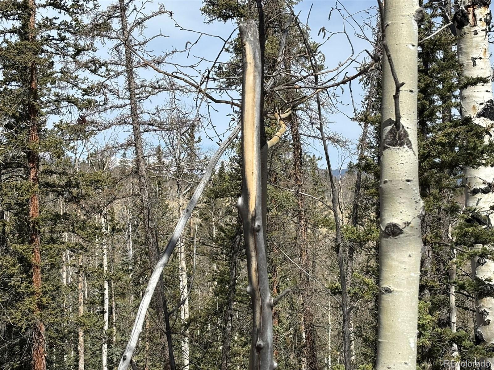 509 Tepee Trail Como, CO 80432 - Photo 32 of 36 a view of a forest with lots of trees