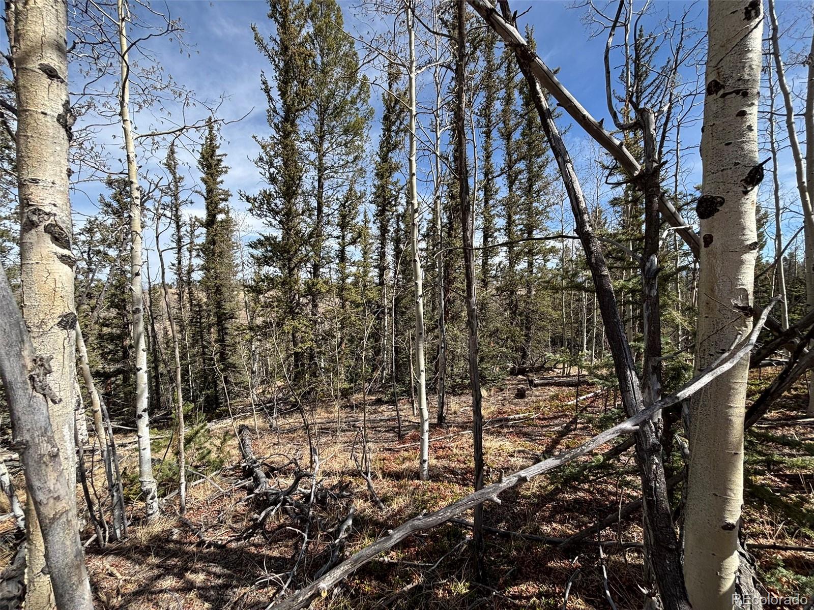 509 Tepee Trail Como, CO 80432 - Photo 34 of 36 a view of a forest filled with trees