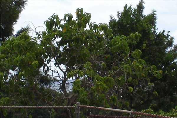 4849 Lani Road Kapaa, HI 96746 - Photo 7 of 8 a backyard of a house with lots of trees