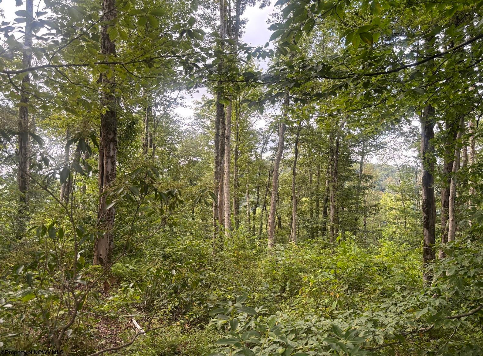 Tbd Fill Hollow Road Rowlesburg, WV 26425 - Photo 23 of 36 Gallery Image 23