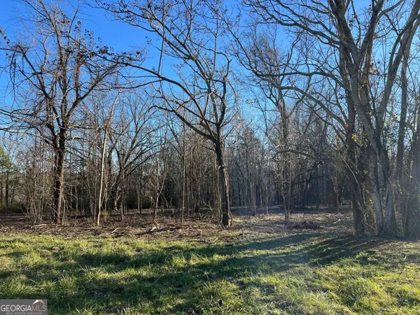 a view of a forest with trees