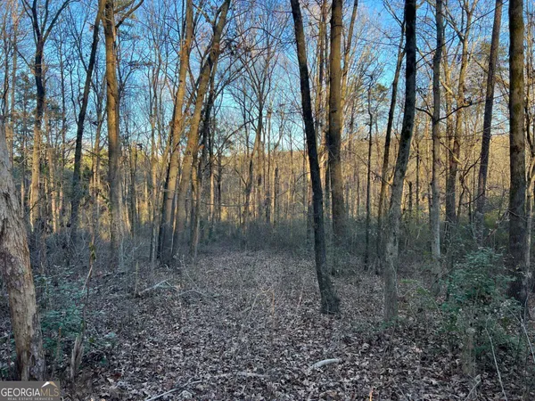 a view of a forest with large trees