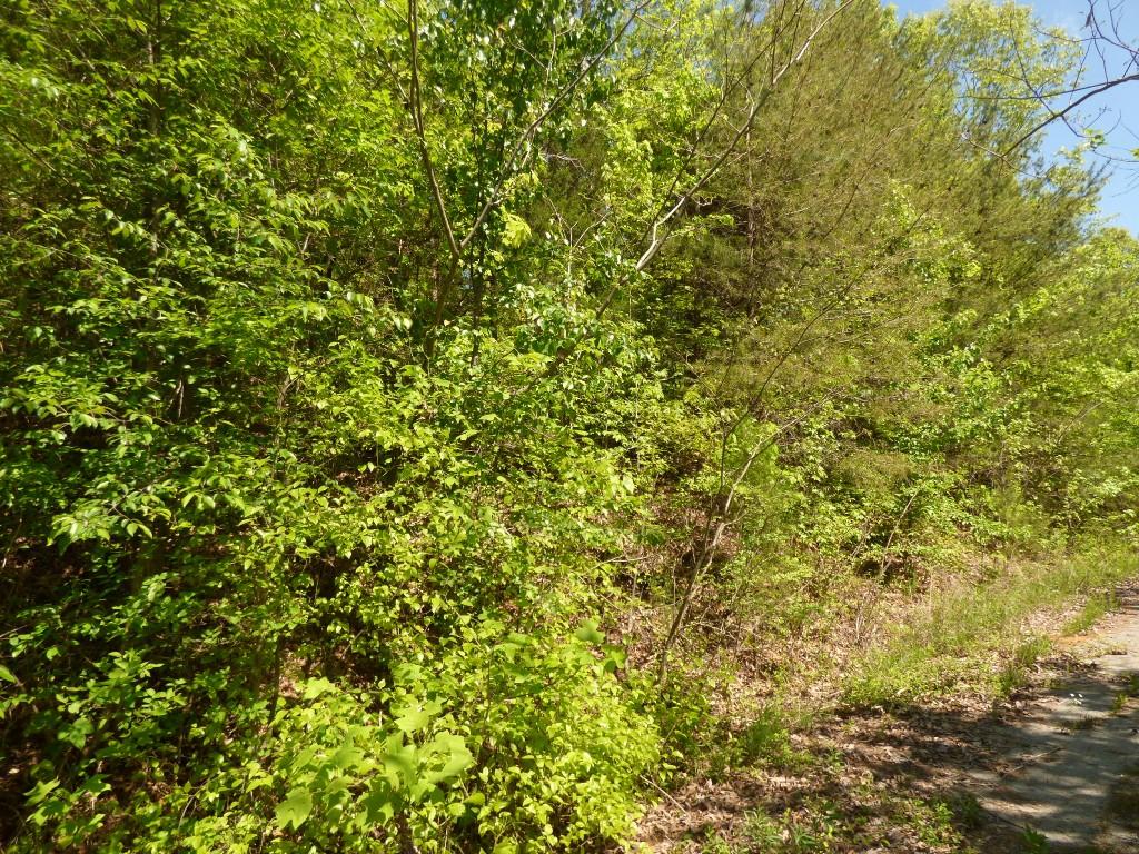 Lot 17 Chestnut Street Spring City, TN 37381 - Photo 1 of 6 1