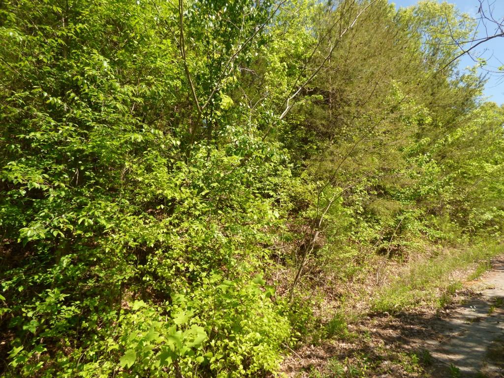 Lot 17 Chestnut Street Spring City, TN 37381 - Photo 3 of 6 3