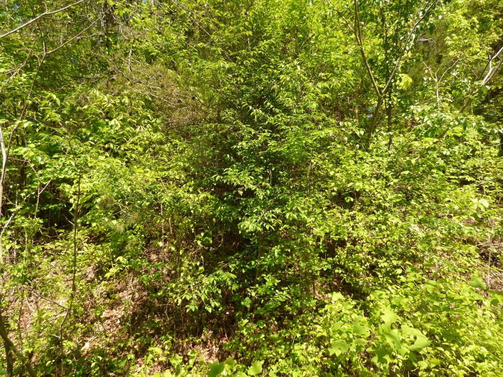 Lot 17 Chestnut Street Spring City, TN 37381 - Photo 4 of 6 4