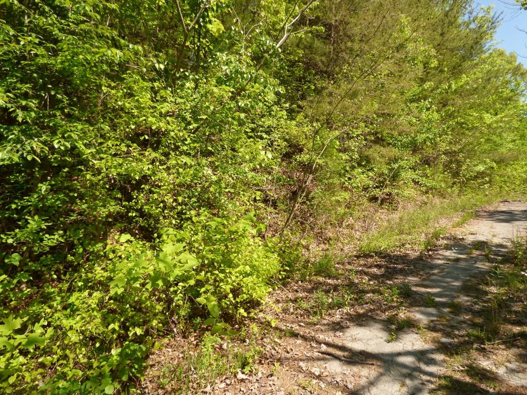 Lot 17 Chestnut Street Spring City, TN 37381 - Photo 5 of 6 5