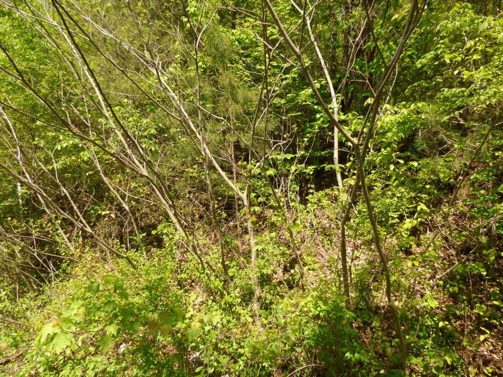 Lot 17 Chestnut Street Spring City, TN 37381 - Photo 6 of 6 6