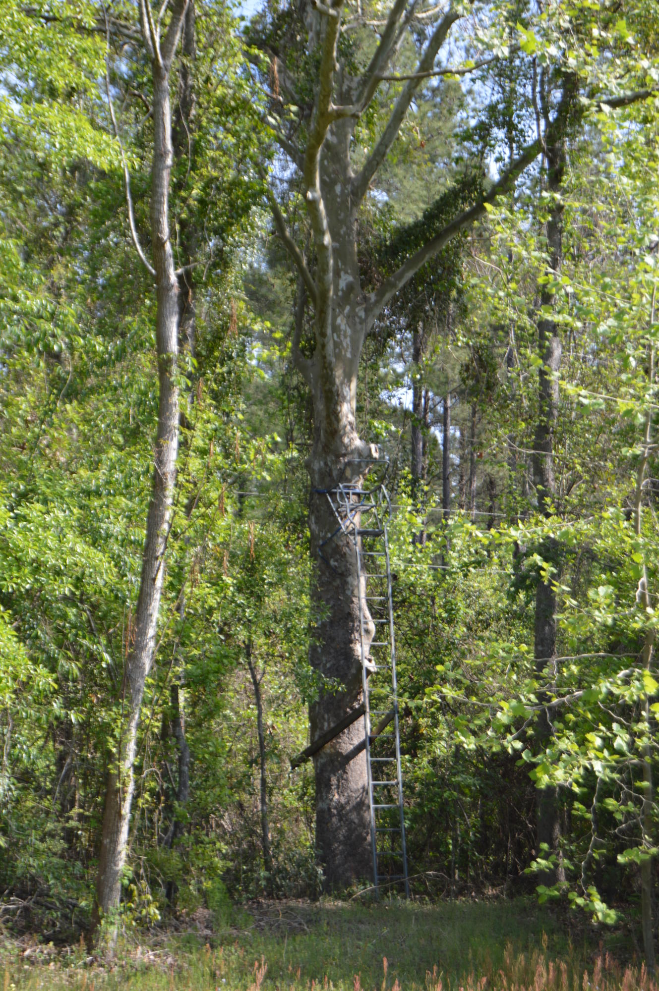 488 Independent School Road Reevesville, SC 29471 - Photo 61 of 77 DSC_0597